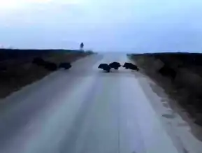 Alaca'da Domuz Sürüsü Yolda Görüntülendi!