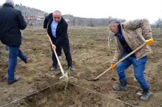 Dodurga'da 200 Zeytin Fidanı Dikildi