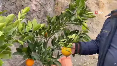 Karasal İklimde Tropikal Meyve Mucizesi