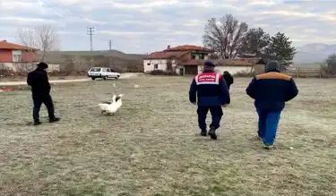 Çorum'da Kaz Dövüşüne 72 Bin TL Ceza