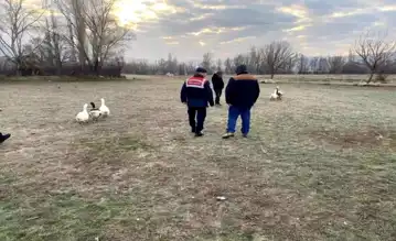 Çorum'da Kaz Dövüşü Baskını: 7 Gözaltı