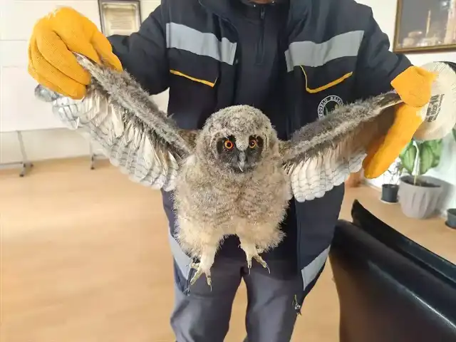 Çocuklar Parkta Buldukları Puhu Yavrularını Kurtardı